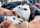 Governo de Goiás regulamenta perdão de dívidas de ICMS para mais de 10 mil produtores rurais