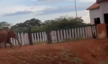 Homem invade recinto de elefante no Zoológico de Brasília