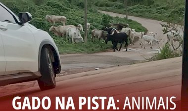 Gado na pista: animais são flagrados na Rua 19, próximo à creche