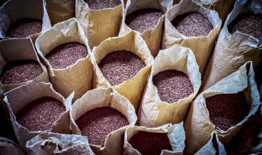 ALTA NO PREÇO DO CAFÉ LADRÕES FURTÃO ATÉ CAFÉ NO PÉ EM MINAS GERAIS