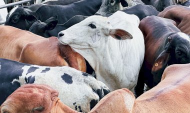 Governo de Goiás regulamenta perdão de dívidas de ICMS para mais de 10 mil produtores rurais