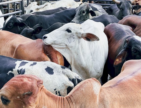 Governo de Goiás regulamenta perdão de dívidas de ICMS para mais de 10 mil produtores rurais