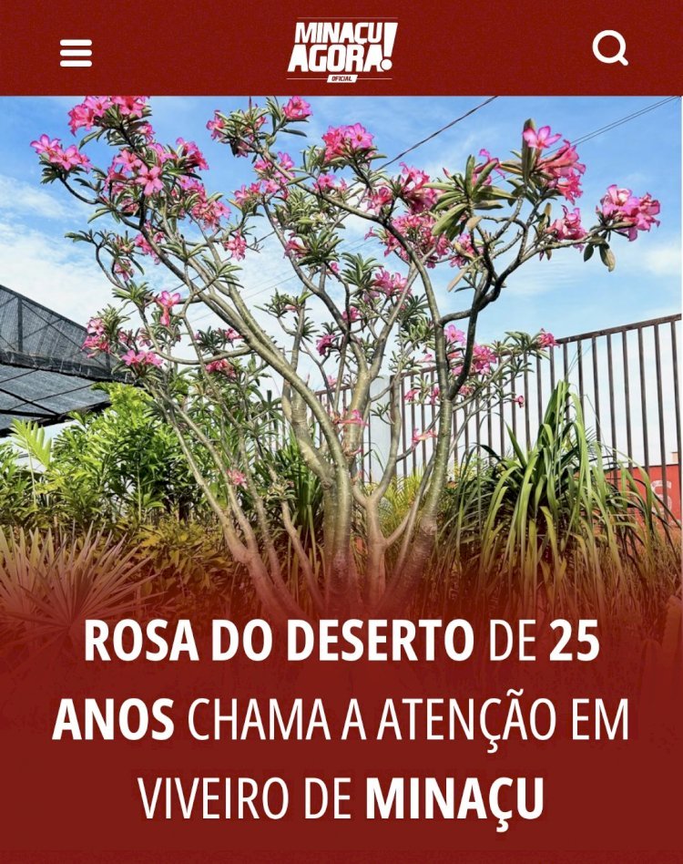 Rosa do deserto de 25 anos chama a atenção em viveiro de Minaçu