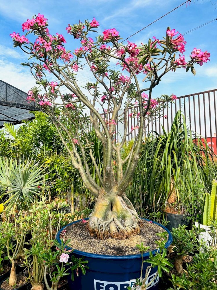 Rosa do deserto de 25 anos chama a atenção em viveiro de Minaçu