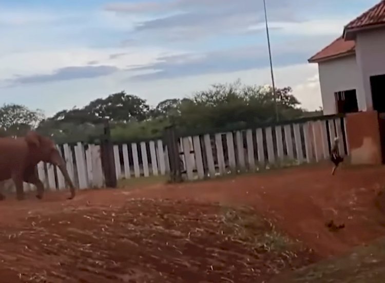 Homem invade recinto de elefante no Zoológico de Brasília