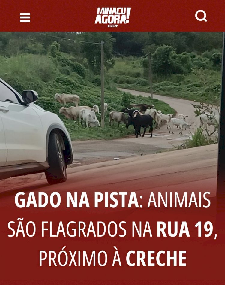 Gado na pista: animais são flagrados na Rua 19, próximo à creche