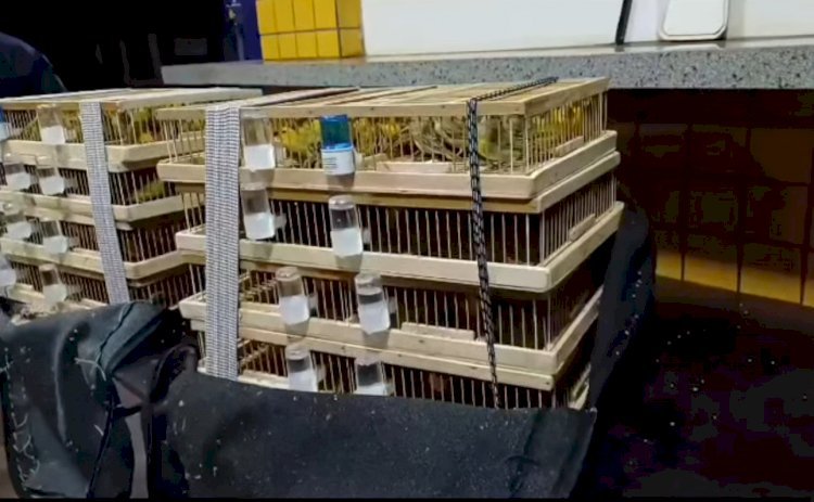 Idoso é preso com mais de 200 aves silvestres transportadas ilegalmente na BR-060; em Jataí