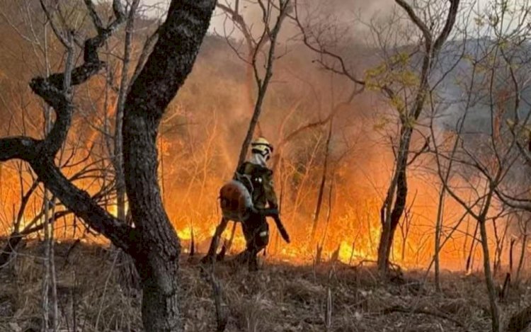 Incêndio atinge reserva indígena Avá-Canoeiro e destrói 25% do território em Goiás, em Minaçu e Cavalcante